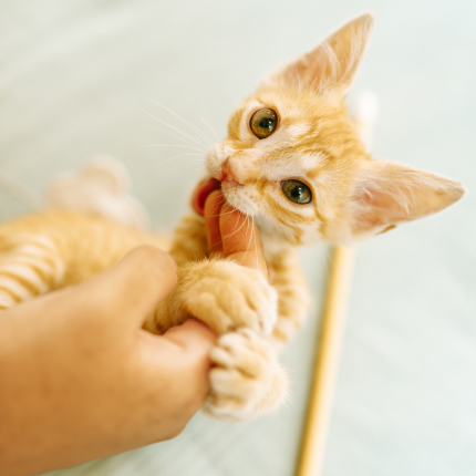 A playful ginger kitten with wide eyes nibbles gently on a person's finger against a soft, blurred background.