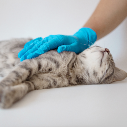 A relaxed gray tabby cat lies on their side, eyes closed, as a hand in a blue glove gently pets their neck.