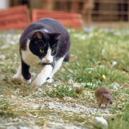 A black and white cat stalks a small mouse on a grassy, patchy ground.
