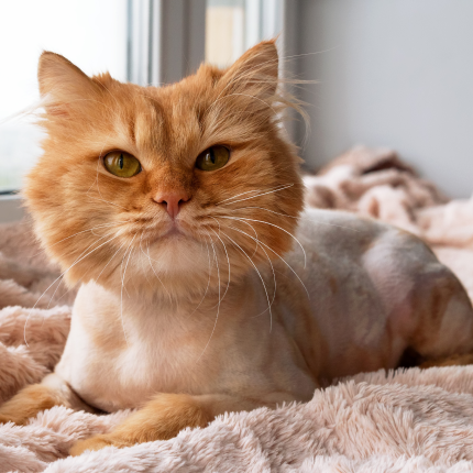 A ginger cat with orange fur and green eyes is resting on a soft, pink blanket near a window, their fur recently shaved close to the body except for their head, tail, and paws.