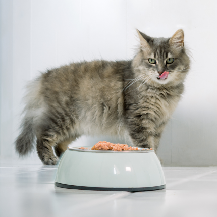 A grey and tan long-haired tabby cat stands in front of a white ceramic pet food bowl with food.