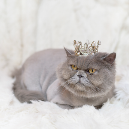 A grey cat lounges on a fluffy white blanket and wears a decorative crown.