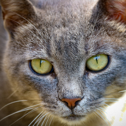 A domestic cat with striking yellow eyes.