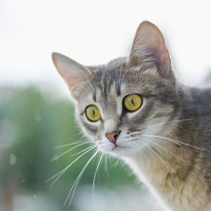 A grey tabby cat looking out a window.
