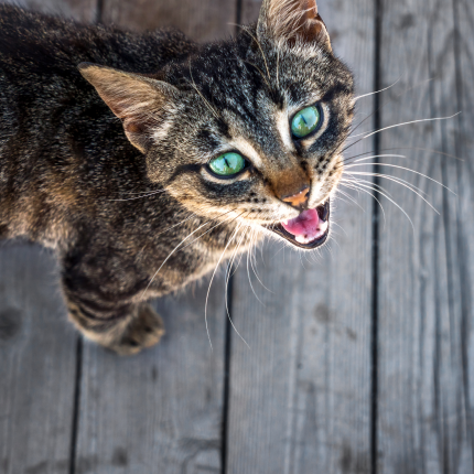 Tabby cat with green eyes meowing on a wooden deck.