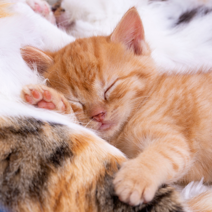 An adorable orange kitten sleeping peacefully on other cats.