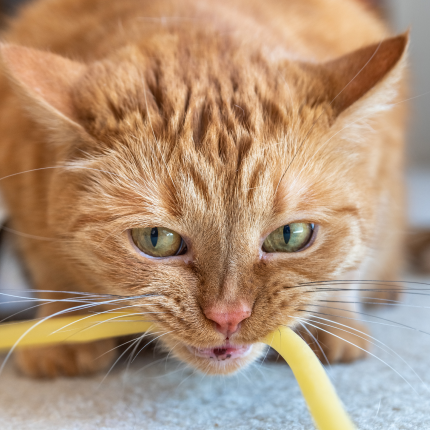 An orange tabby cat playfully biting a yellow straw.
